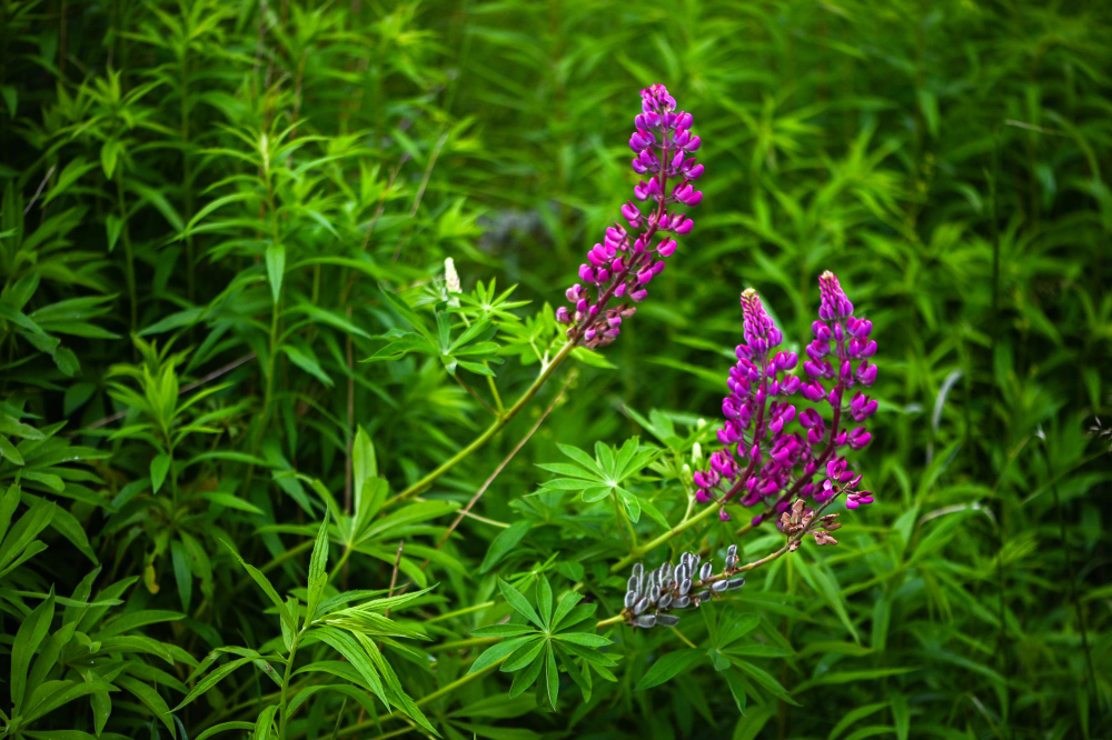 Les secrets pour choyer la verveine vivace et embellir votre jardin