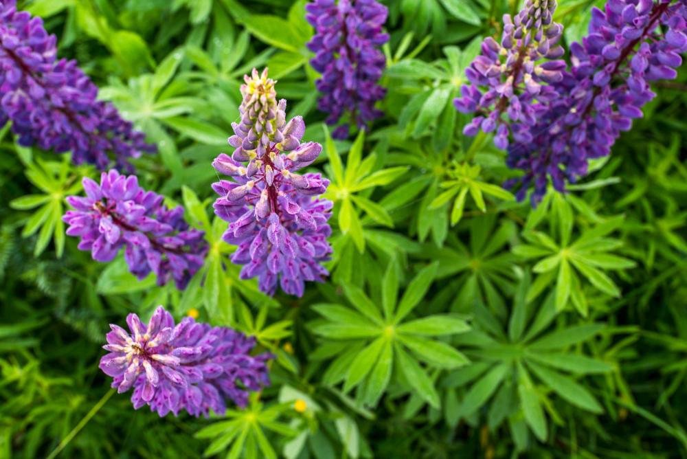 la verveine vivace et embellir votre jardin.jpg