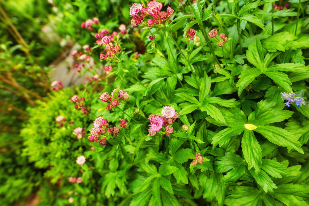 pour choyer la verveine vivace et embellir votre jardin.jpg